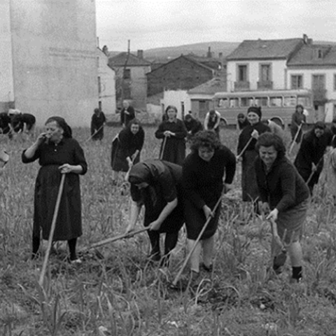 Lugo. Mulleres sachando allos en Fingoi. J.L. Vega, 1964. Sig. 59118-3