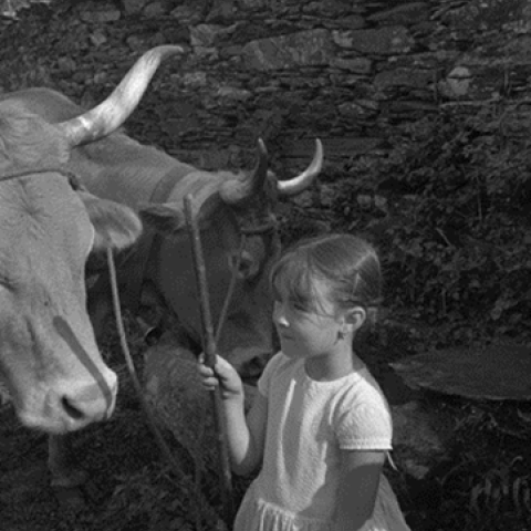 Lugo. Nena con vacas pola corda. J. José, [1969]. Sig. 6-56