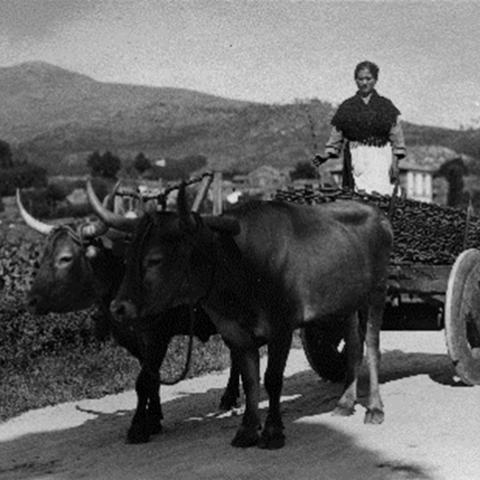 Padrón. Muller sobre un carro. Loty, [1920-1936]. Sign. 16801