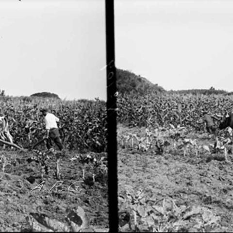 Archivo del Reino de Galicia. Colección fotográfica. Home e neno arando no campo. Ca. 1920-1930. Sign.: 1985.