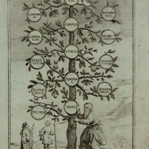 Lámina: [Árbore de Porfirio].