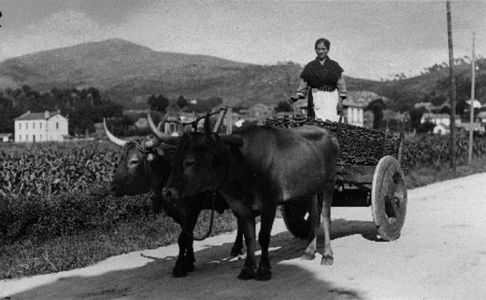 Padrón. Muller sobre un carro. Loty, [1920-1936]. Sign. 16801